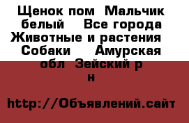 Щенок пом. Мальчик белый  - Все города Животные и растения » Собаки   . Амурская обл.,Зейский р-н